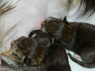 Kitten1     2 Tage alt