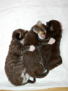 Kitten 10 Tage alt