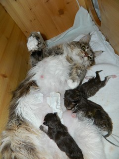 Kitten 2 Tage alt