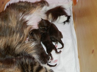 Kitten 3 Tage alt